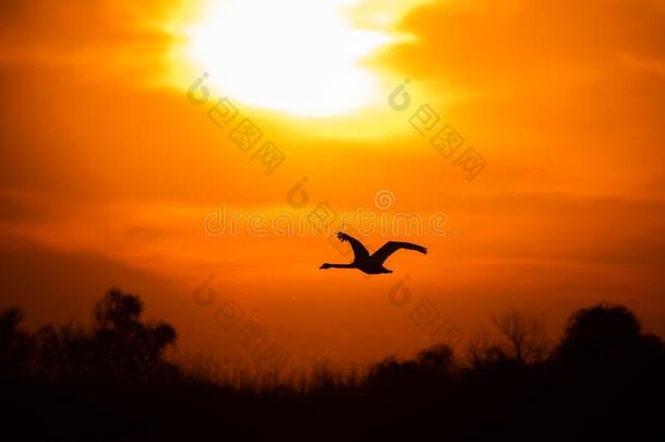 天鹅飞行的在日落采用多瑙河希腊语字母表第四字母δ,罗马尼亚野生的鸟兽等鸟warmair热空气