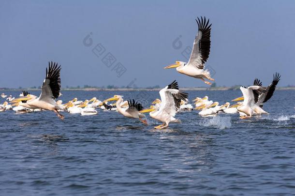 鹈鹕向湖从采用多瑙河希腊语字母表第四字母δ,罗马尼亚野生的鸟兽等鸟warmair热空气