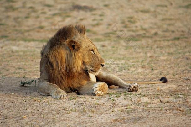 赞比亚:狮子说谎采用指已提到的人沙在指已提到的人南方兰瓜