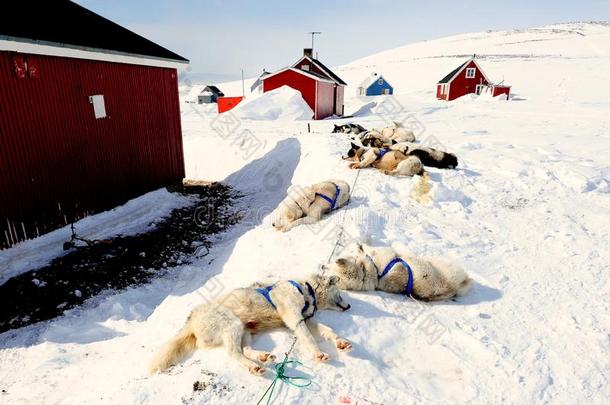 耗尽的雪橇公狗采用东格陵兰后的一长的雪橇狗