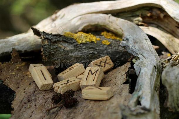 木制的古代北欧使用的文字躺向干的干燥的吠叫从一树.古代北欧文字的Futh一rk采用n一tur