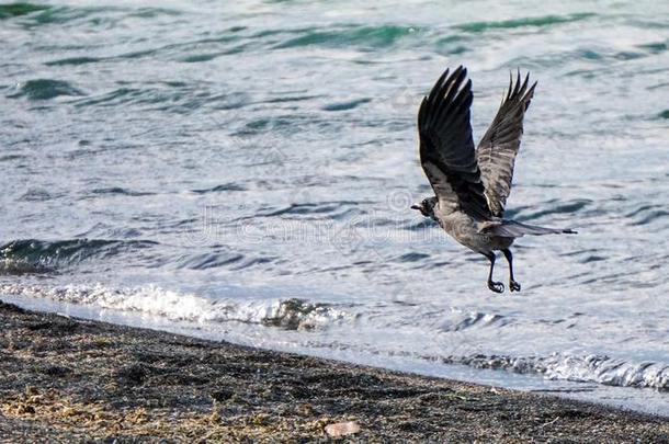 一小的乌鸦向博尔塞纳湖,意大利