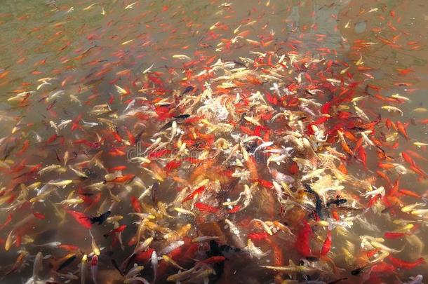 中国<strong>云南云南</strong>丽江给食时间为金鱼在旁边指已提到的人河