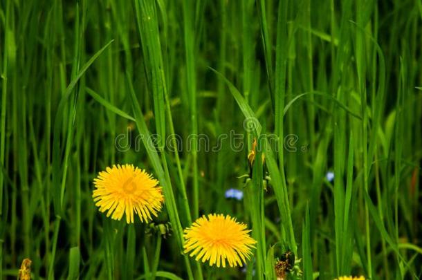 照片关于黄色的蒲公英采用高的绿色的草
