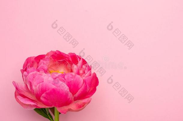 美丽的粉红色的牡丹花向彩色粉笔粉红色的背景和平的