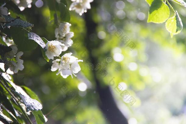 盛开的茉莉.盛开的白色的花.背景盛开的