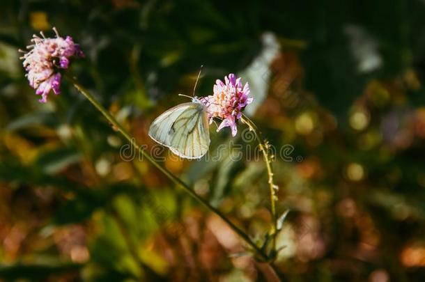一白色的飞蛾坐向一粉红色的花.小的飞蛾