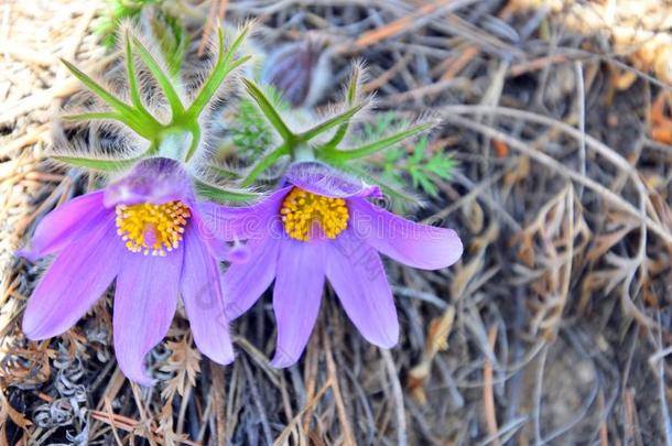 两个明亮的紫色的花卉关于白头翁花或白头翁.斯诺德