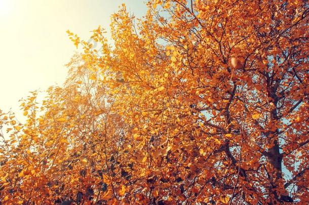 黄色的秋树采用指已提到的人阳光.秋背景