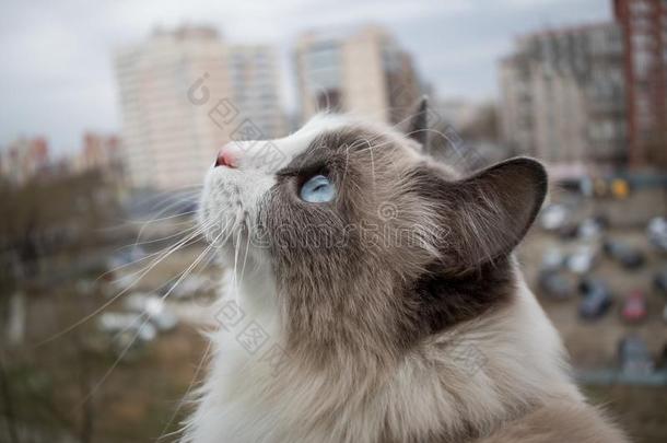 美丽的纯种的动物猫和美丽的蓝色眼睛