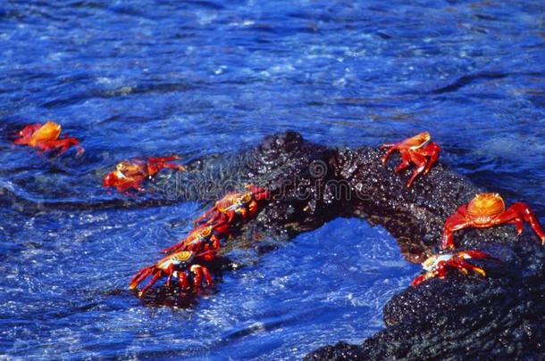 马卡多:红色的蟹进入指已提到的人加拉帕戈斯群岛岛海滩