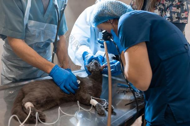 宠物外科医生队做困难的操作.猫在下面大致的一