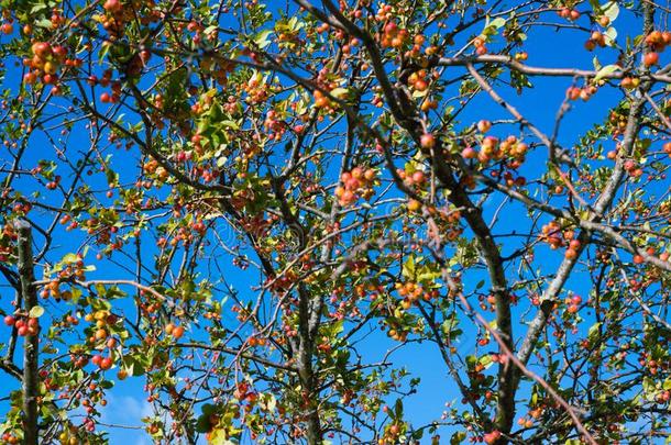 树采用秋和红色的成果和一蓝色天