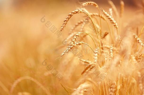 金色的耳关于小麦或吉卜赛绅士,关在上面和落下关于水珠