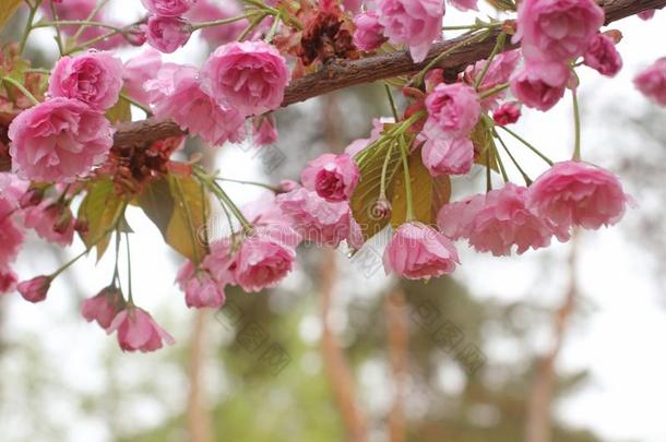 春季盛开的樱花树.粉红色的花樱花春季兰斯卡