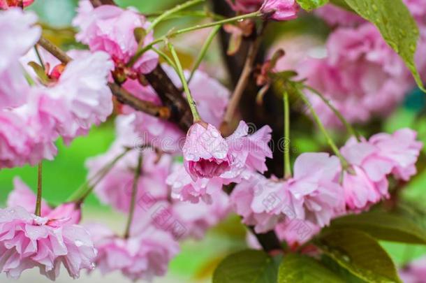 樱桃花,樱花花背景.水珠向樱花.