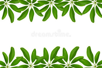 绿色的树叶模式,侏儒雨伞树或鹅掌柴arb或ico图片