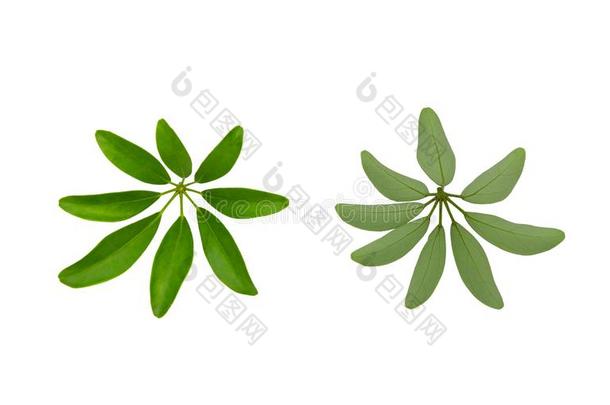 绿色的树叶模式,侏儒雨伞树或鹅掌柴arb或ico