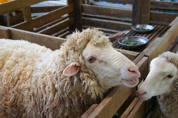 绵羊从经由选择的种家畜是放置采用指已提到的人笼子.
