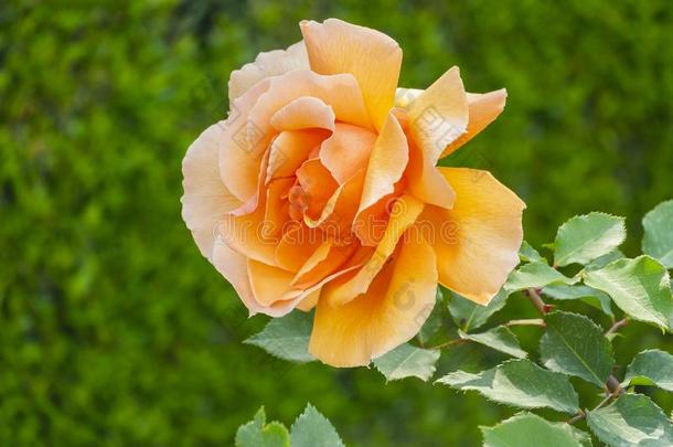 夏茶水玫瑰花园.蔷薇花蕾特写镜头和焦外成像影响