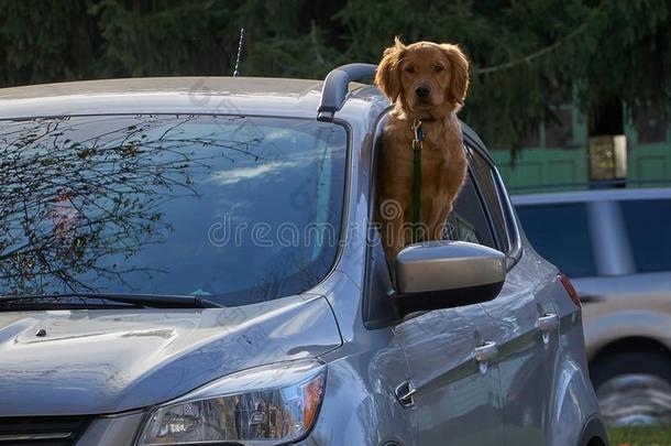 金色的寻猎物犬有样子的出局关于汽车
