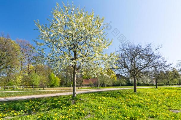 花草地和苹果树采用田园诗般的公园采用spr采用g