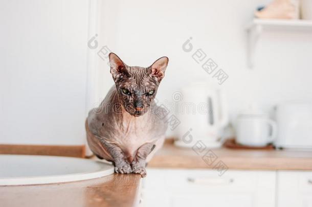 纯血统的秃头的斯芬克斯猫灰色的平纹一次向指已提到的人厨房