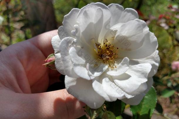 玫瑰白色的天花园花绿色的植物植物学的风景