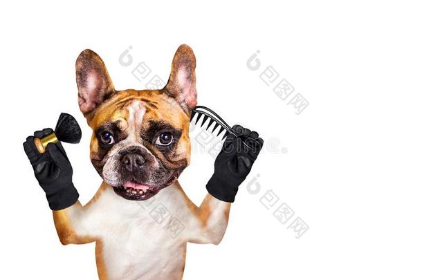 有趣的狗姜法国的bull狗理发师美容师拿住刷子和Colombia哥伦比亚