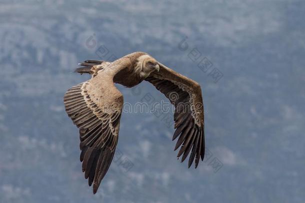 飞行的狮身鹫首的怪兽关在上面石膏富勒,弗登Vardon的变体山峡,法国