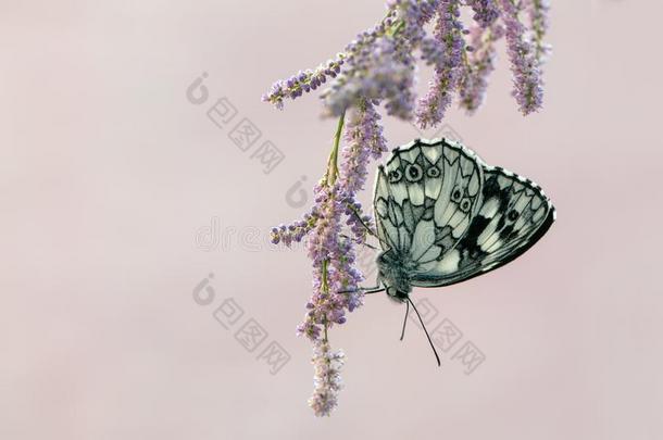 蝴蝶忧郁的白底蓝直条的上等棉布坐向一粉红色的田花