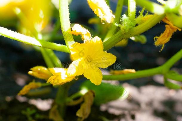 生长和盛开的关于温室黄瓜,生长的有机的folio编页码