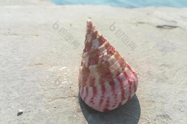 光粉红色的海中软体动物的壳向老的c向crete地面