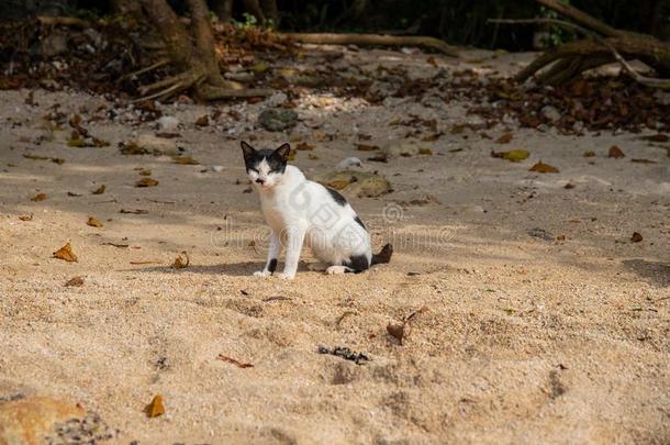 白色的黑的猫向黄色的沙海滩.走失猫采用热带的艾拉来源于西班牙语地名
