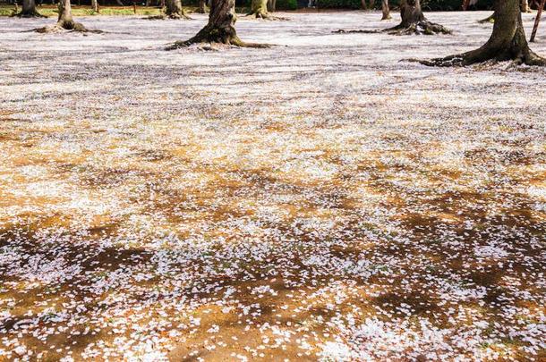 阵亡者樱桃花花瓣在科拉肯花园采用冈山,黑色亮漆