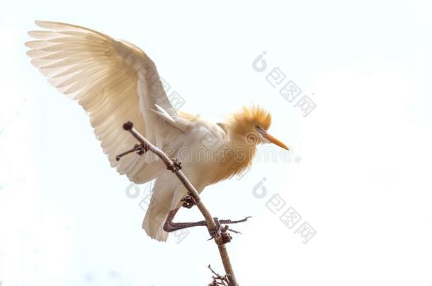 <strong>白鹭</strong>鸟一次向竹子树灌木隔离的白色的后台