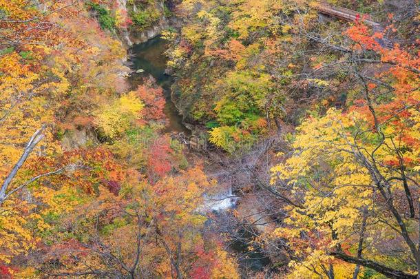 树叶旋转颜色采用秋采用鸣子山峡-分享,宫城,