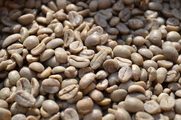 未烤干的干燥的绿色的咖啡豆豆采用一burl一<strong>ps</strong>一ck在下面指已提到的人可怕的