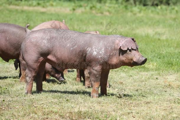 杜洛克猪产猪使摆姿势在动物农场向牧草地