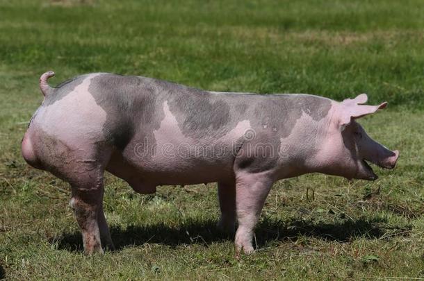 杜洛克<strong>猪</strong>产<strong>猪</strong>在动物农场向牧草地