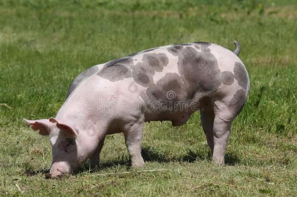 杜洛克<strong>猪</strong>产小<strong>猪</strong>使摆姿势在动物农场向牧草地