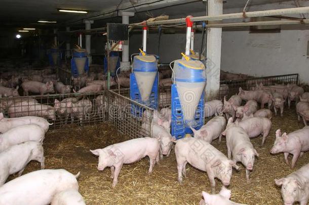 家畜生育.组关于新生的小猪采用农家宅院