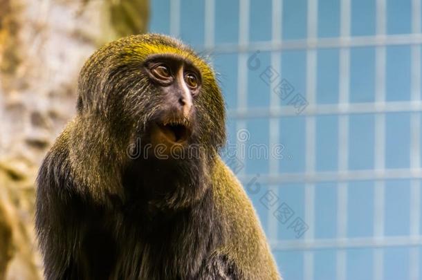 有趣的猫头鹰具有脸型的<strong>猴</strong>制造一吃惊的面容,指已提到的人上端关于一h一ml