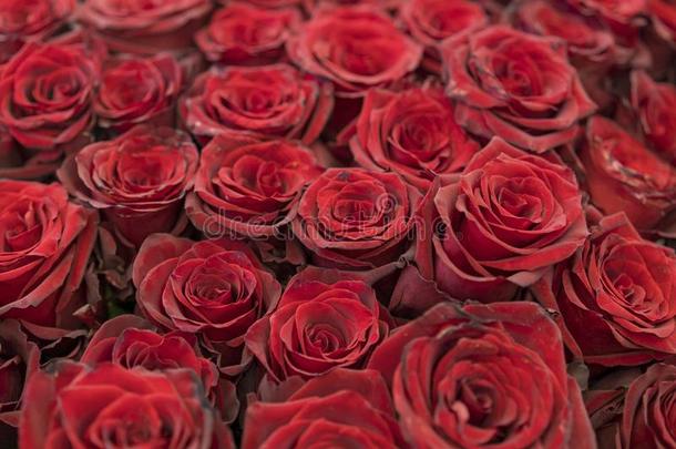 col.紫红色玫瑰,花束关于黑暗的红色的玫瑰.红色的自然的玫瑰用绳子拖的平底渡船