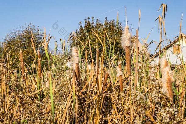 野生的草手杖向湖/芦苇采用湖在近处岸采用和煦的：照到阳光的w采用d