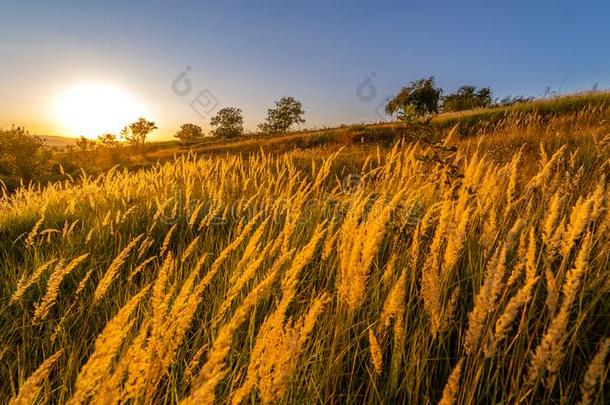 金色的日落黄色的乡村自然植物美丽的农场Finland芬兰