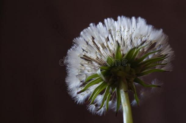 碧海情缘-蒲公英花,蒲公英种子