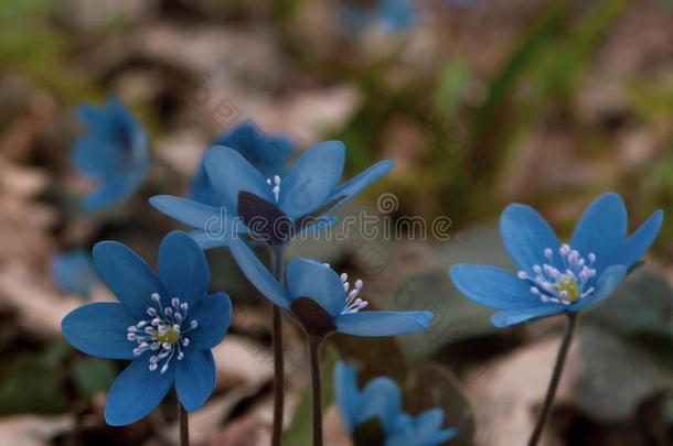 令人惊异的宏指令照片关于绵枣儿属植物花和不常见的蓝色颜色Argentina阿根廷