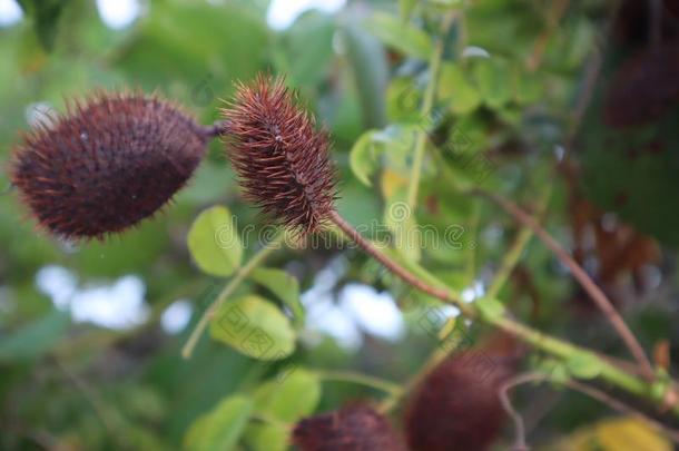 灰色嘶石莲子邦德,石莲子邦德ella,树枝wickets三柱门