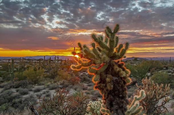 充满生机的仙人掌的一种沙漠仙人掌植物在日落采用斯科茨代尔